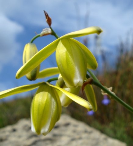 Albuca flaccida flower